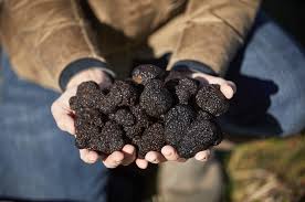 Black Truffle Umbria Italy